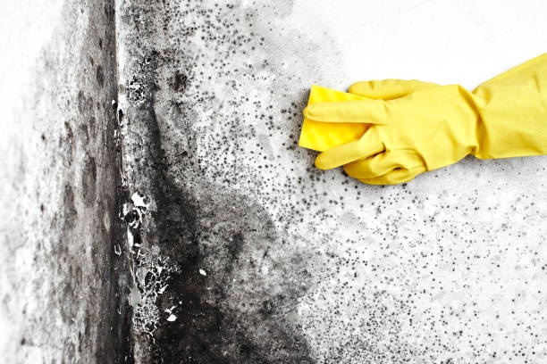 Best Attic Mold Removal  in Cullman, AL