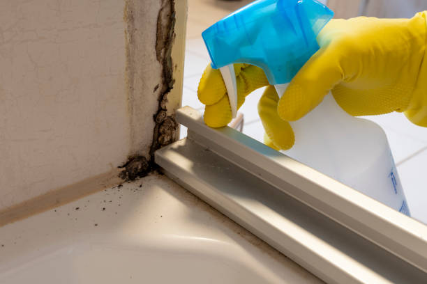 Crawl Space Mold Removal in Cullman, AL