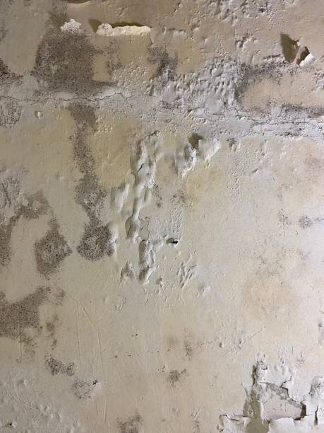 Trusted Cullman, AL Mold Removal Experts