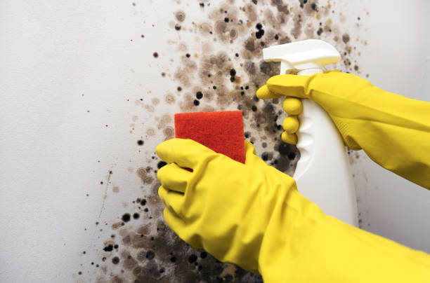 Mold Removal and Inspection in Cullman, AL